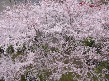 桜GRD2.JPG